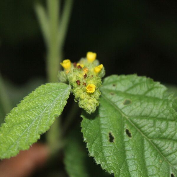 Waltheria glomerata Kvet