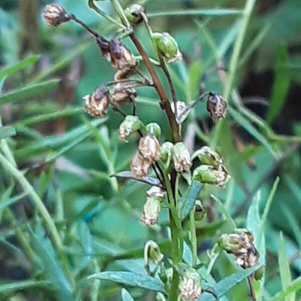 Artemisia dracunculus Плод