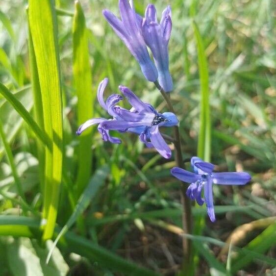 Hyacinthus orientalis Květ