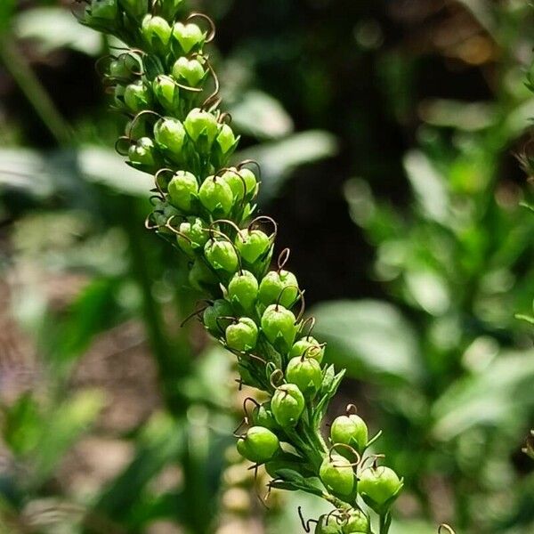 Veronica longifolia Плод