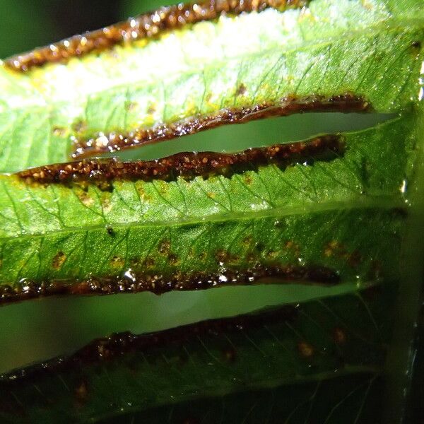 Pteris catoptera Folla