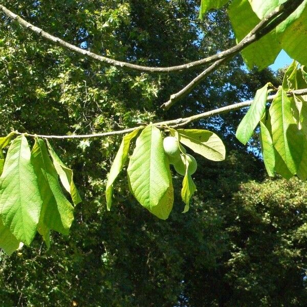 Asimina triloba Foglia