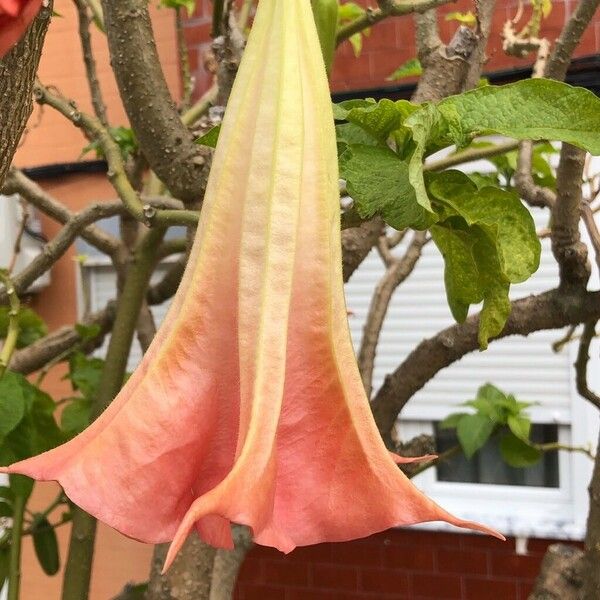 Brugmansia versicolor Květ