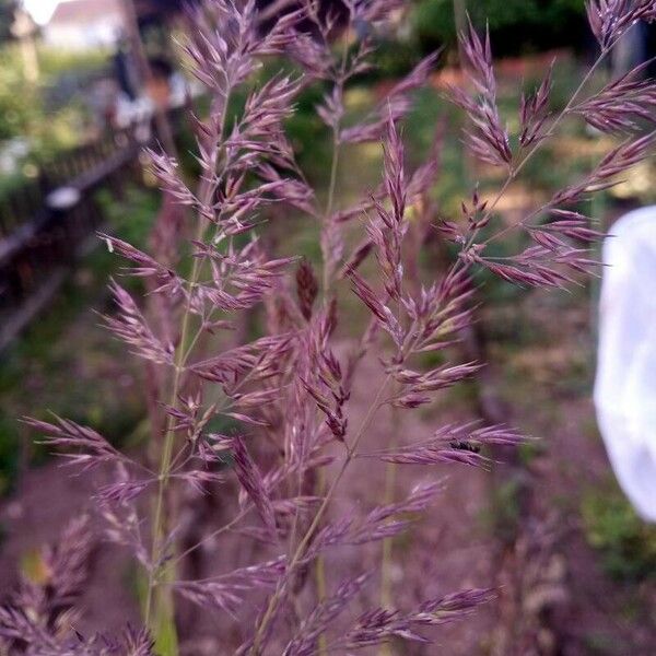 Calamagrostis pseudophragmites Flors
