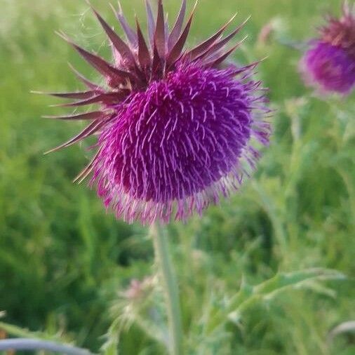 Carduus nutans Flor