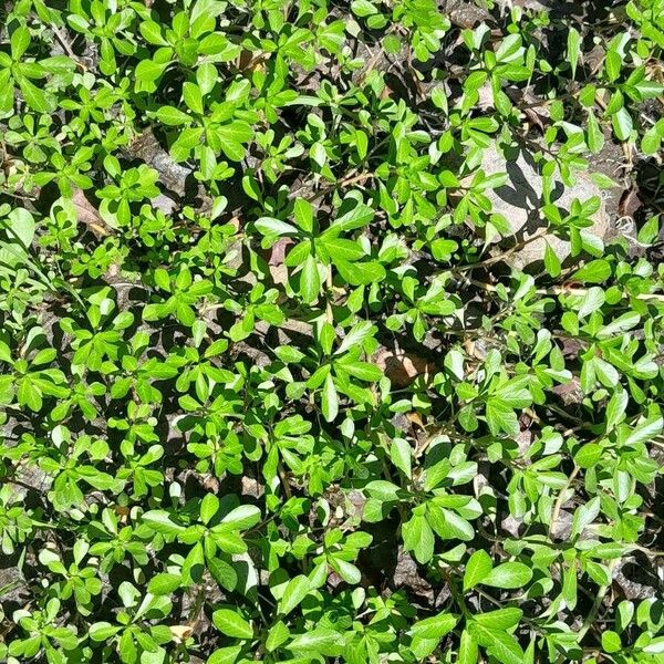 Ludwigia grandiflora Leaf