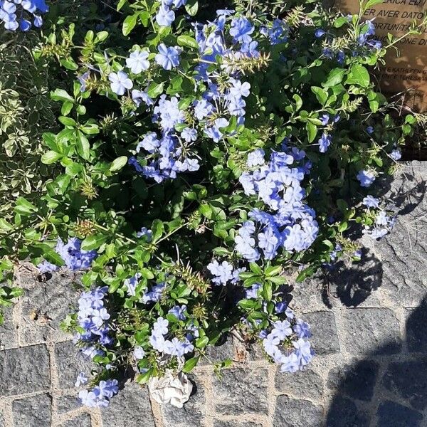 Plumbago auriculata Λουλούδι