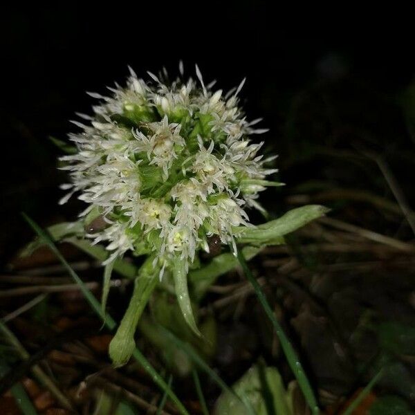 Petasites albus Flower