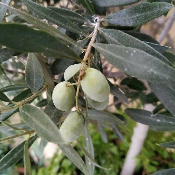 Olea europaea 果實