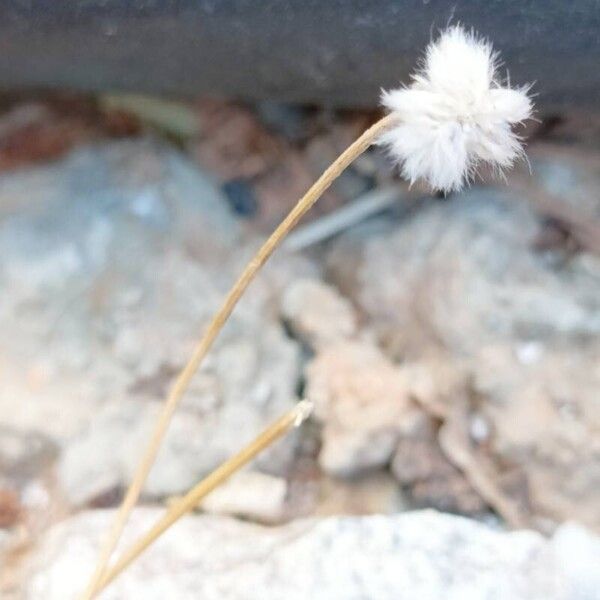 Plantago lagopus Blüte