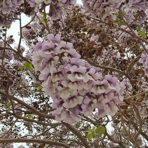 Paulownia tomentosa Blüte