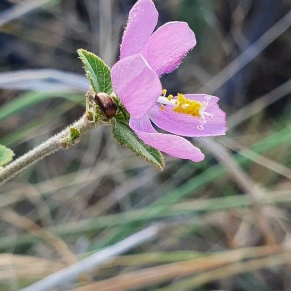 Hibiscus meyeri Цветок