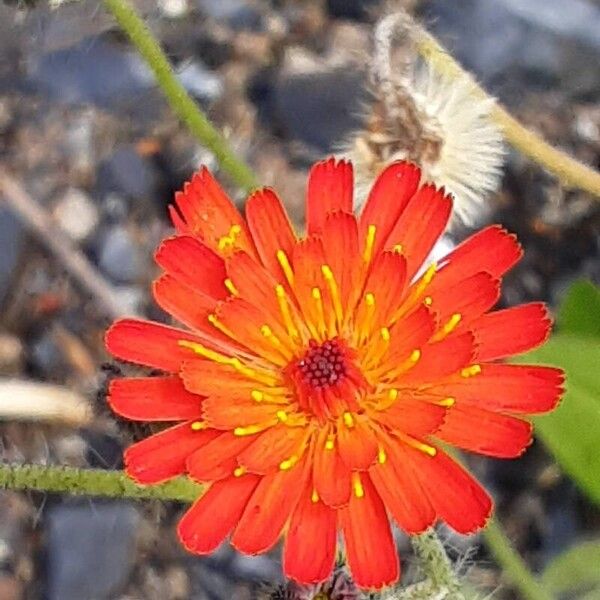 Pilosella aurantiaca Flors