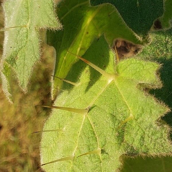 Solanum mammosum Folha