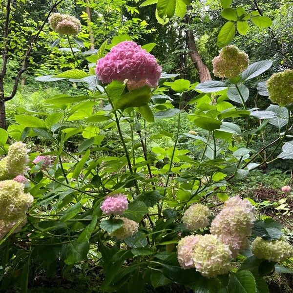 Hydrangea macrophylla 花