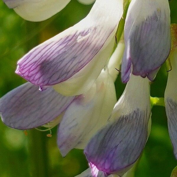 Vicia sylvatica Kvet