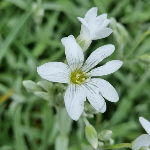 Cerastium tomentosum Квітка