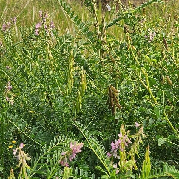 Astragalus atropilosulus Folha