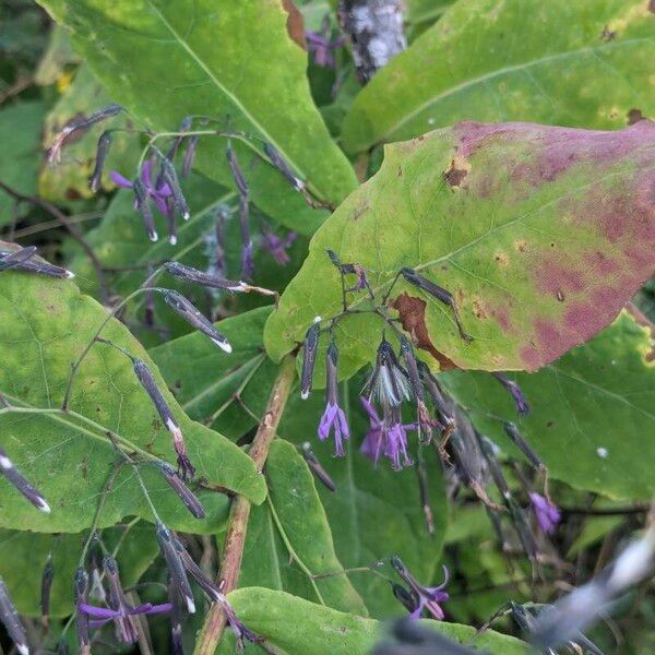 Prenanthes purpurea Vivejo