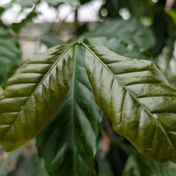 Coffea canephora Leaf