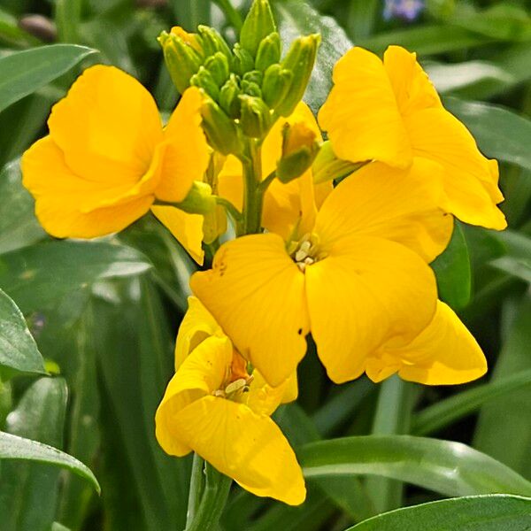 Erysimum × cheiri Цвят