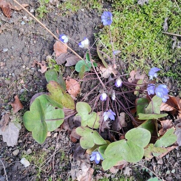 Hepatica nobilis Habitus