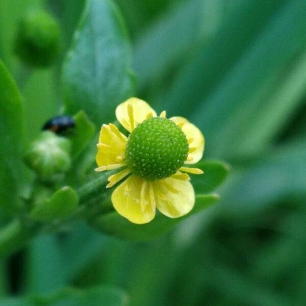 Ranunculus sceleratus Květ