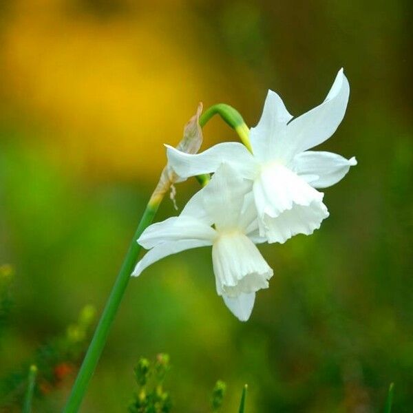 Narcissus triandrus 花