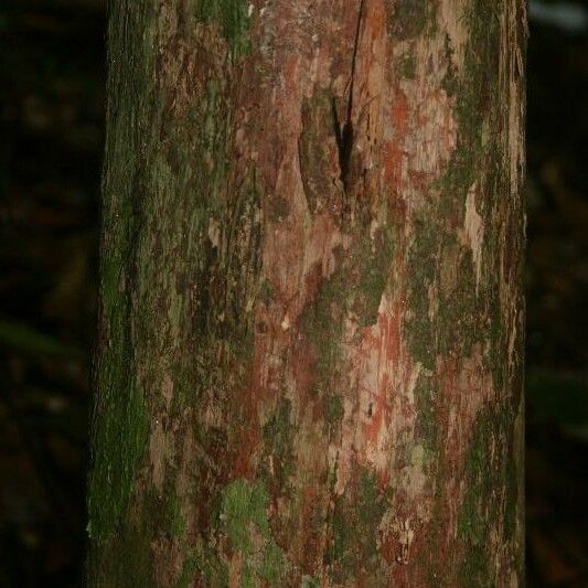 Couratari oblongifolia Кара