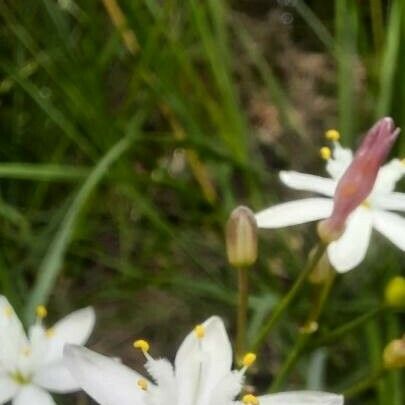 Simethis mattiazzii Flower