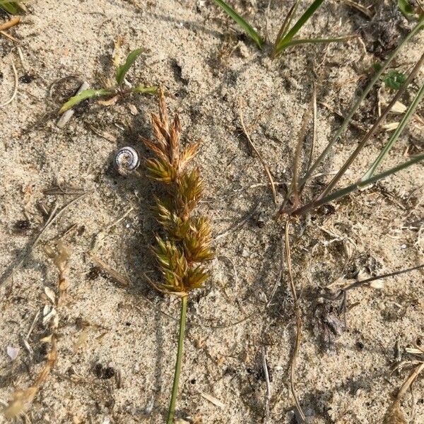 Carex arenaria Květ