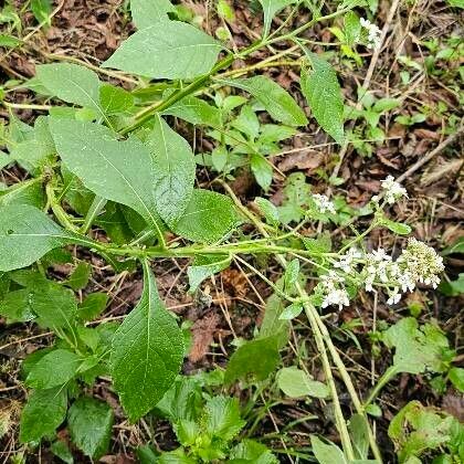 Verbesina virginica Flower