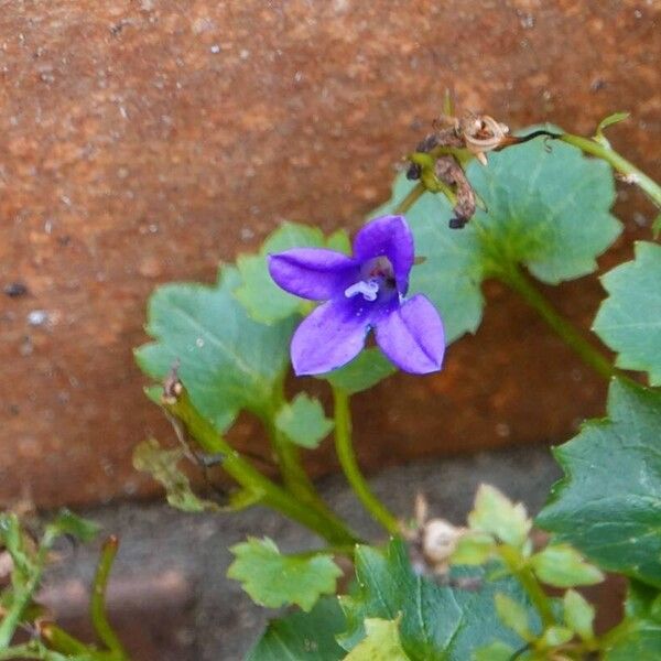 Campanula portenschlagiana Staniste