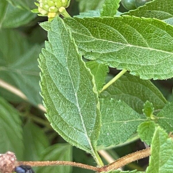 Lantana camara Blatt