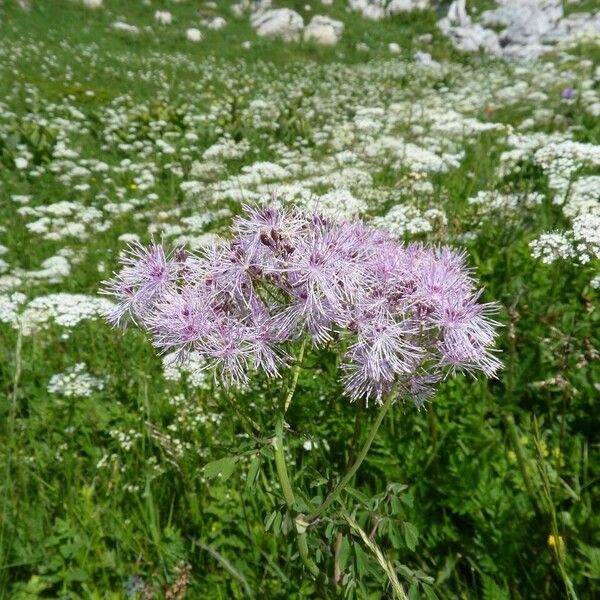 Thalictrum aquilegiifolium പുഷ്പം