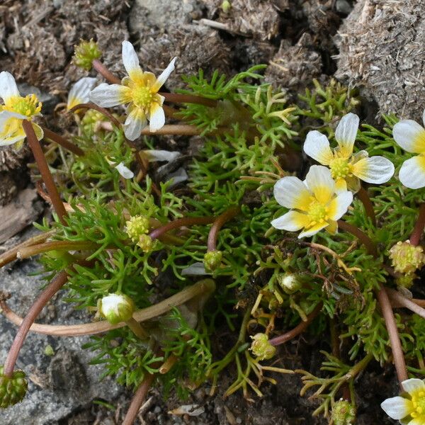 Ranunculus peltatus फूल