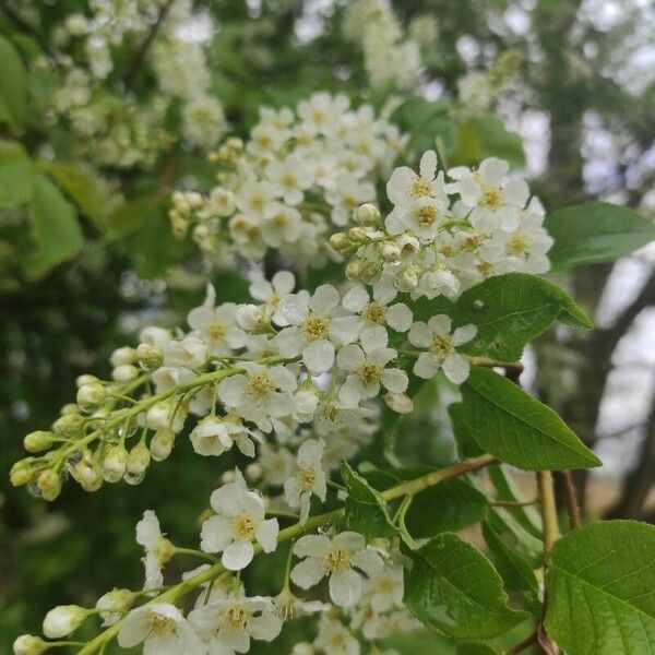 Prunus virginiana Fleur