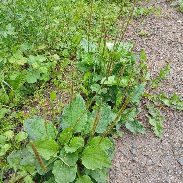 Plantago major Habitatea