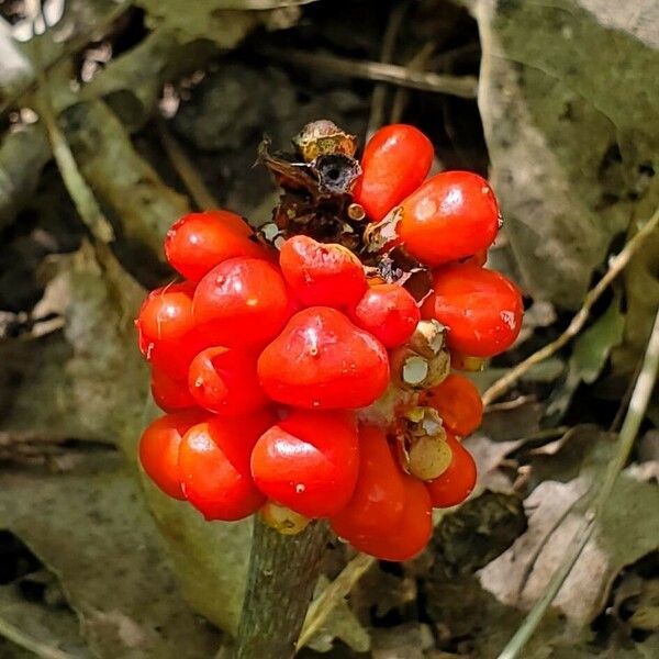 Arisaema dracontium Fruchs