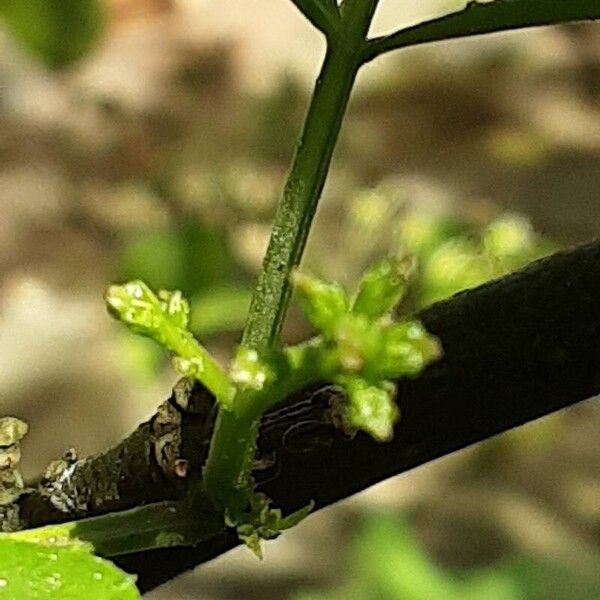 Zanthoxylum bungeanum Flower