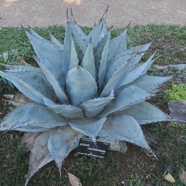 Agave havardiana 叶