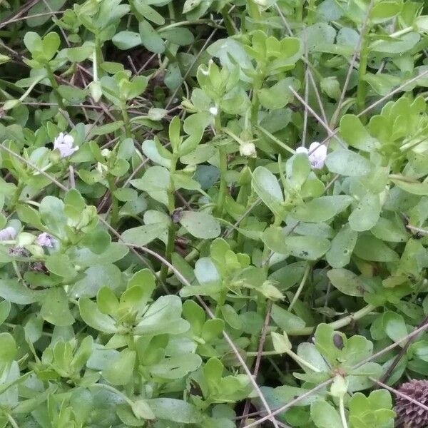 Bacopa monnieri Habitus