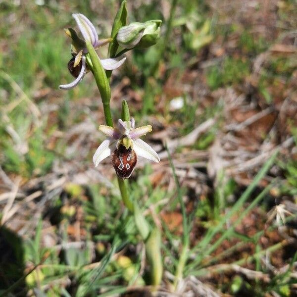 Ophrys arachnitiformis Çiçek