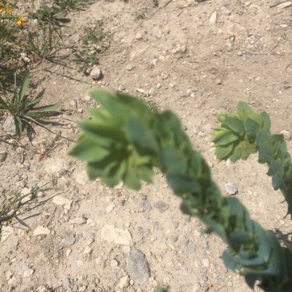 Cerinthe minor Leaf