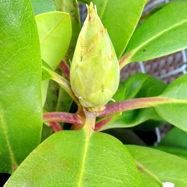 Rhododendron maximum Flower