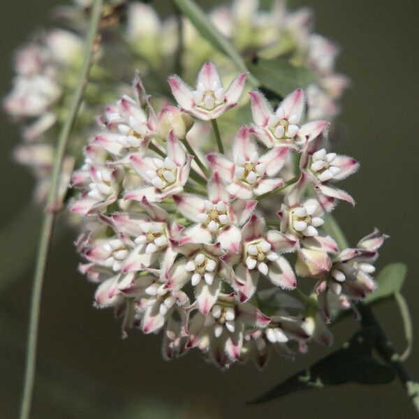 Funastrum cynanchoides Blodyn