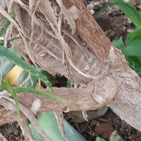 Aloe pluridens Bark