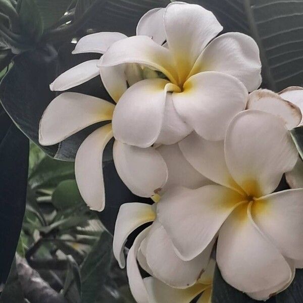 Plumeria obtusa Õis