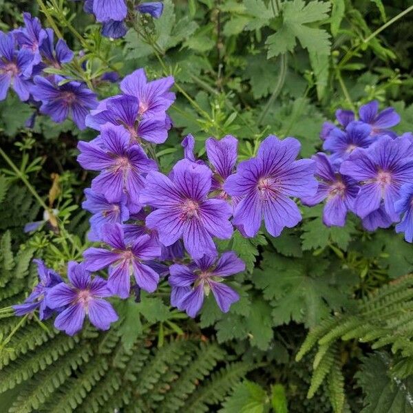 Geranium ibericum Květ