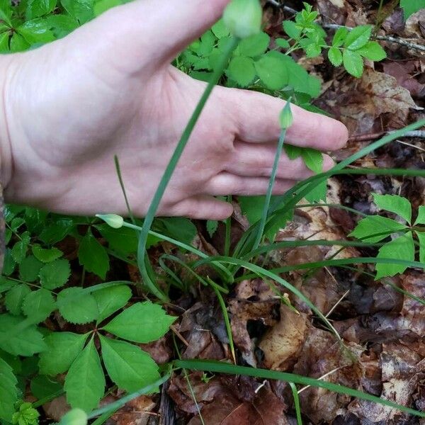 Allium canadense Leaf